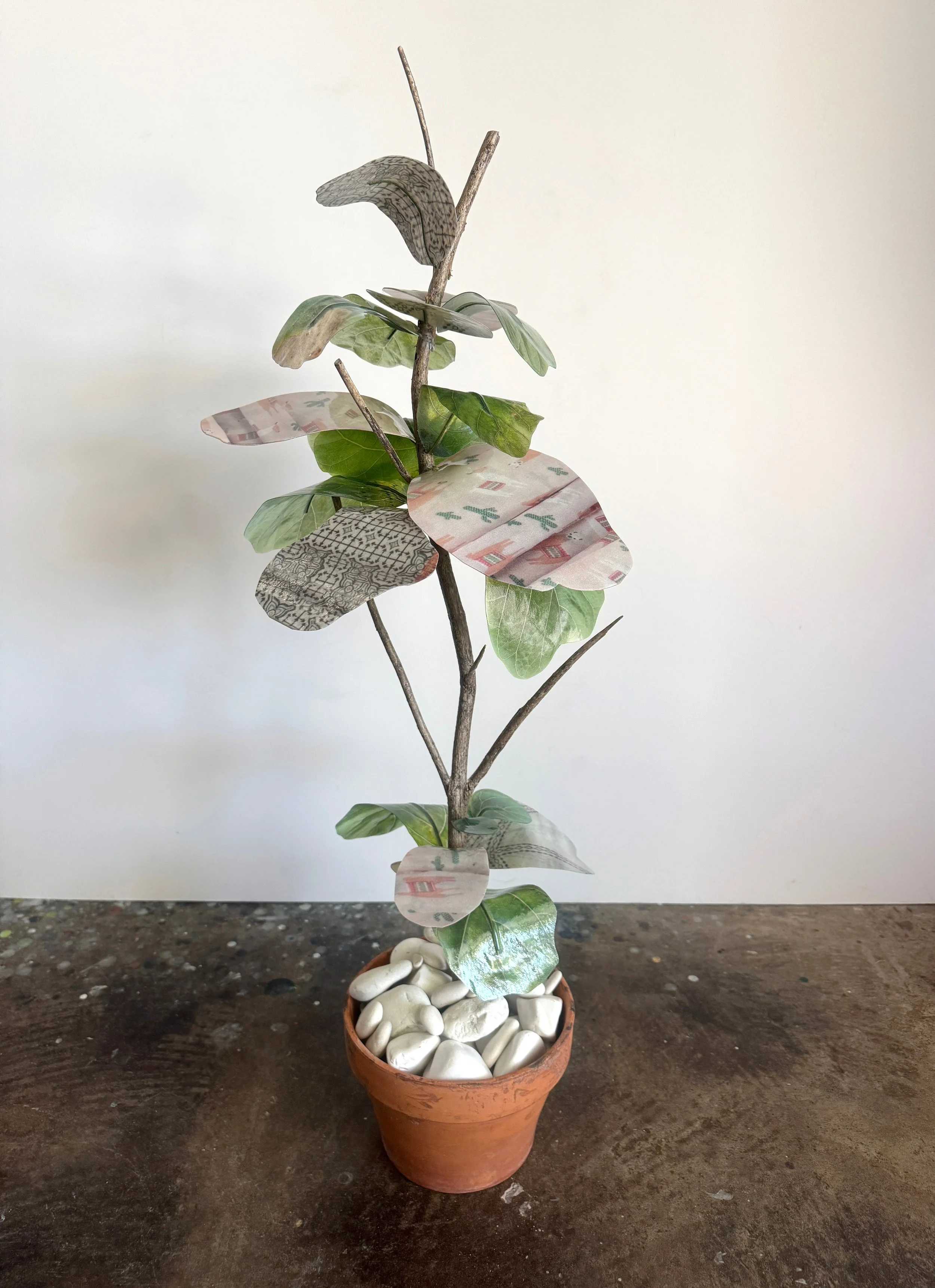Fiddle Leaf Fig Esperanza Hybrid 8 copy.jpg