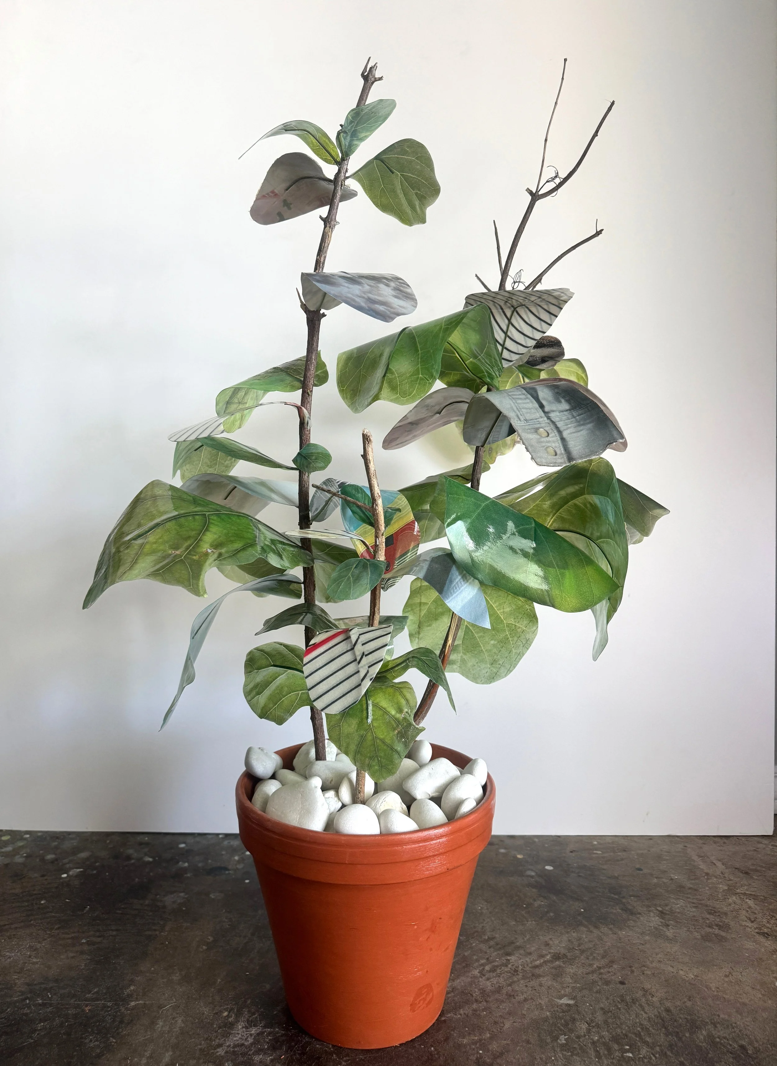 Fiddle Leaf Fig Esperanza Hybrid 9 copy.jpg