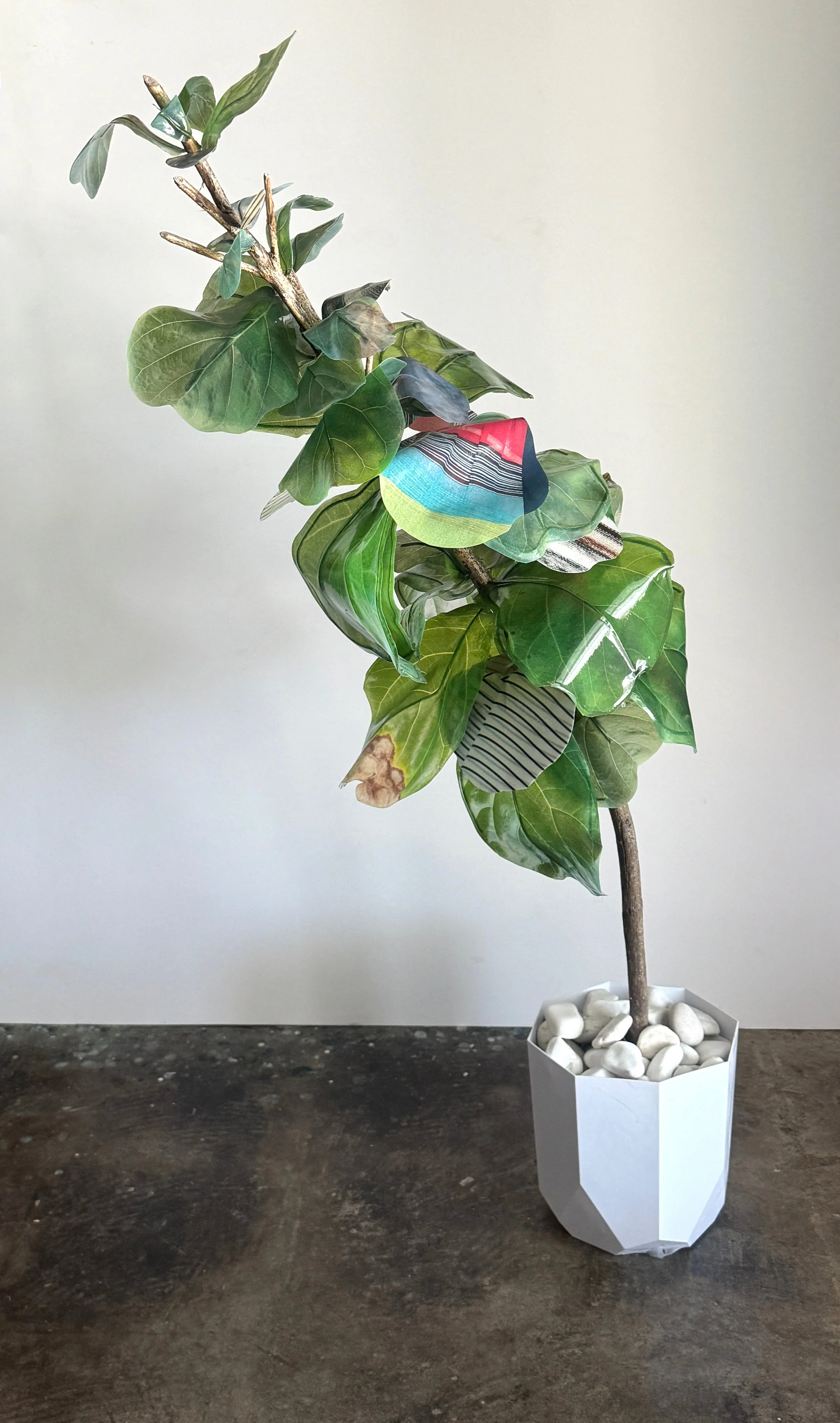 Fiddle Leaf Fig Hybrid 10 copy.jpg