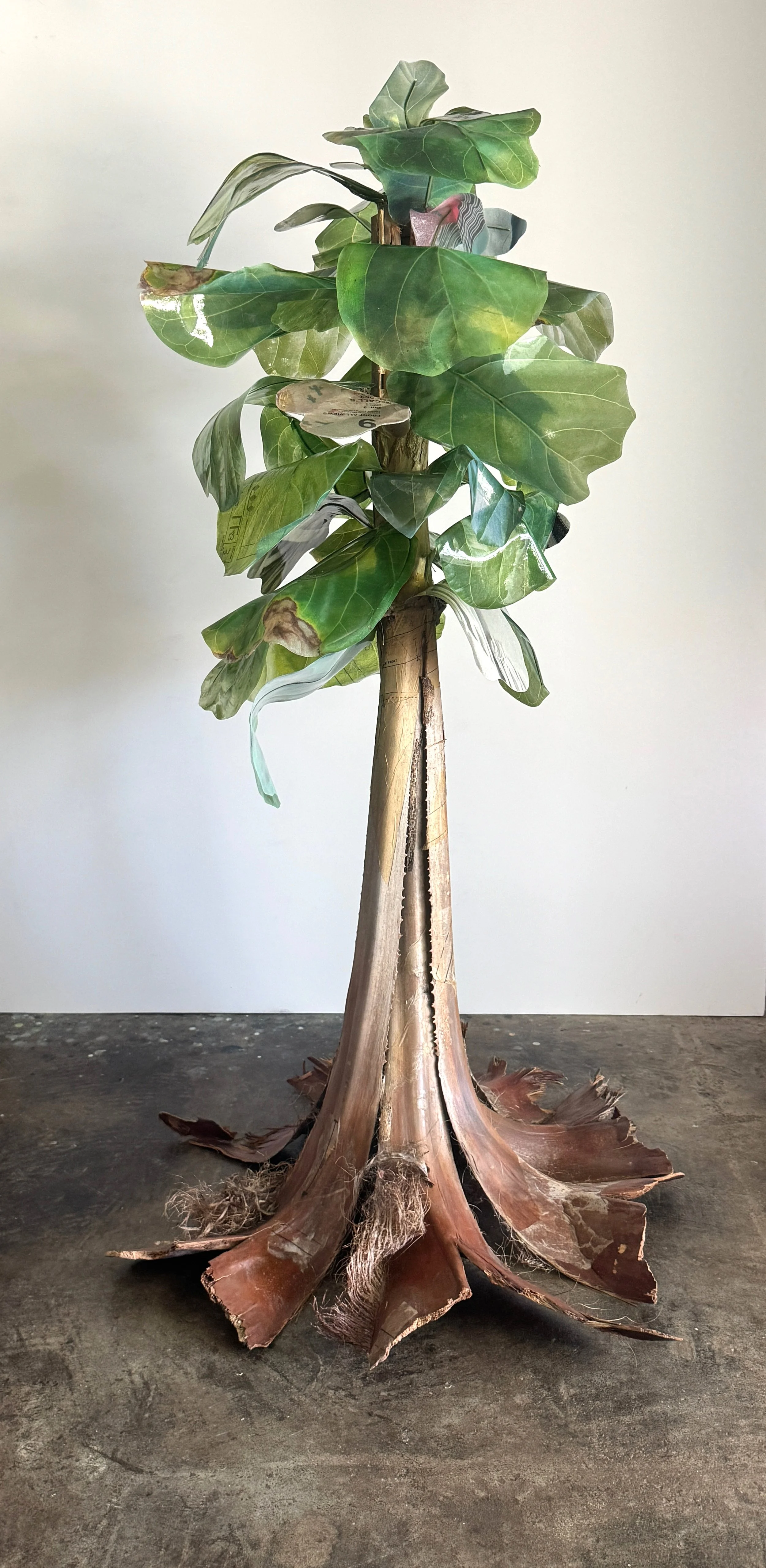 Fiddle Leaf Fig Palm Hybrid 2 copy.jpg