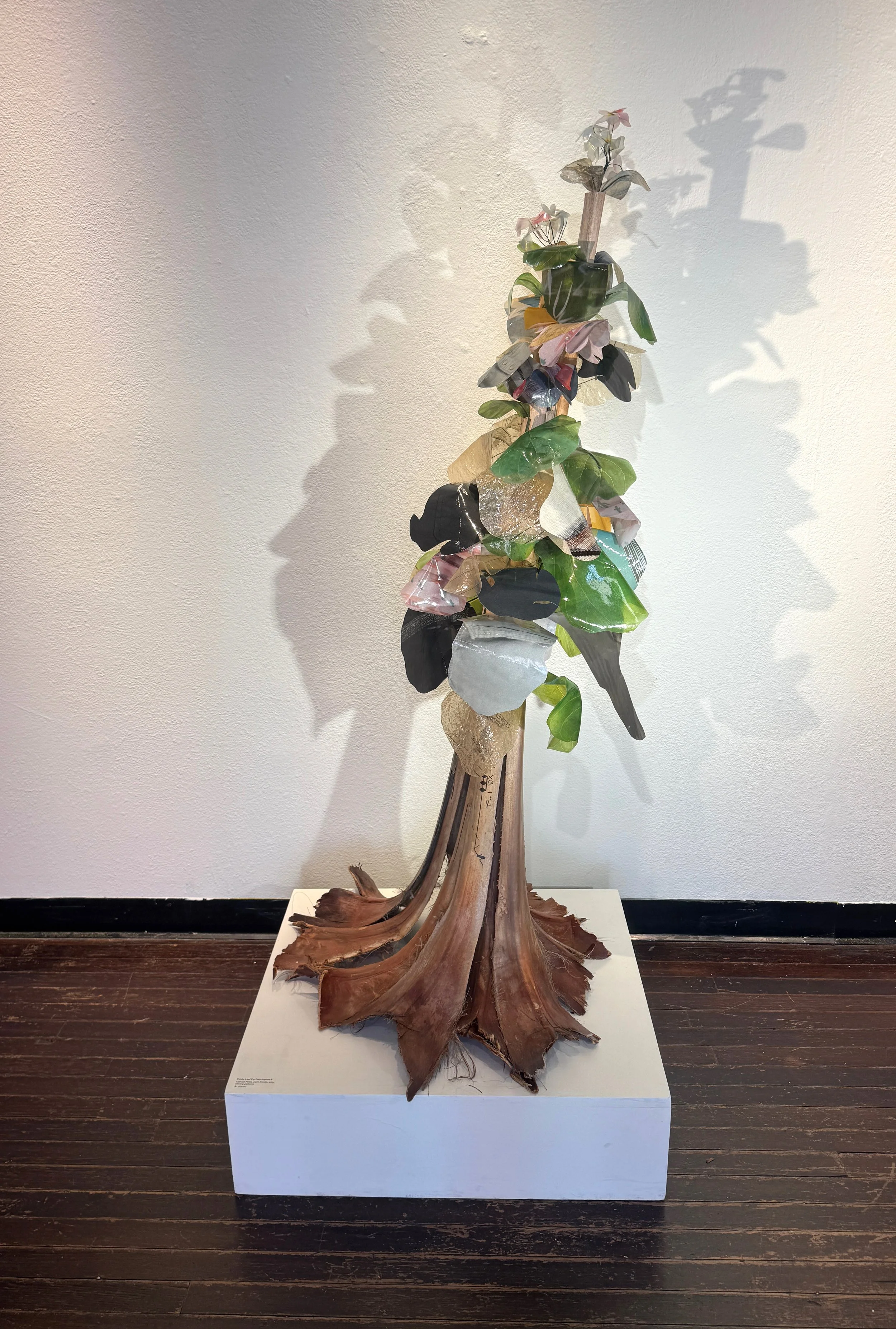 Fiddle Leaf Fig Palm Hybrid 3 copy.jpg