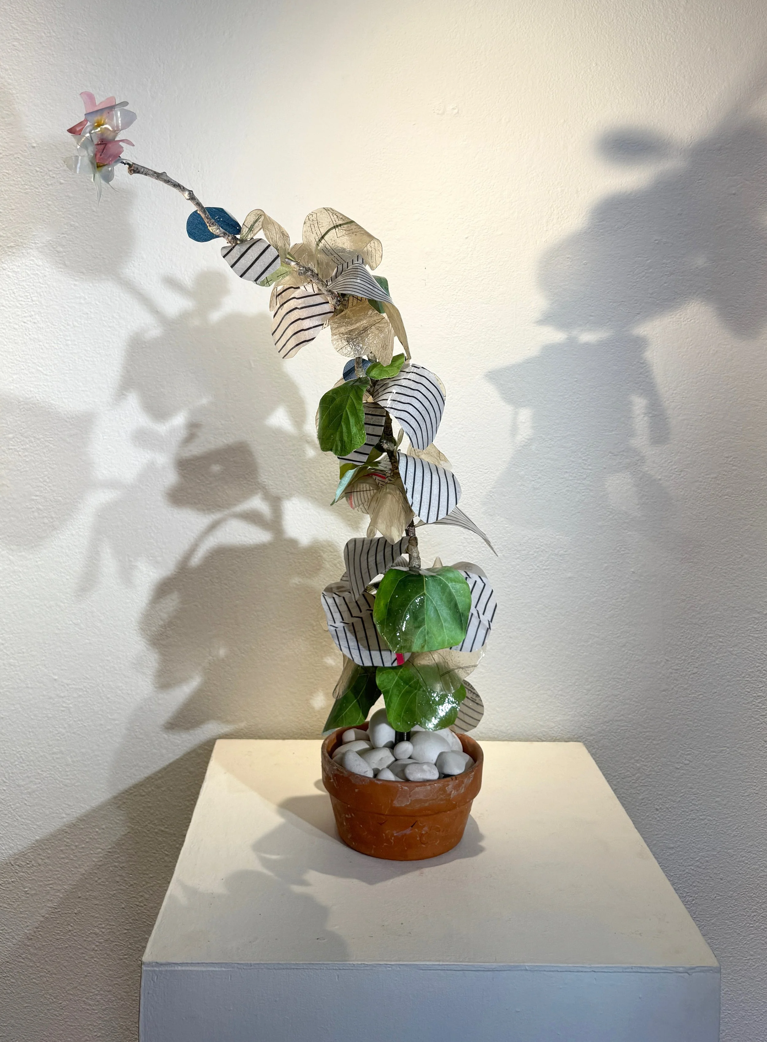 Oak & Stripes copy.jpg