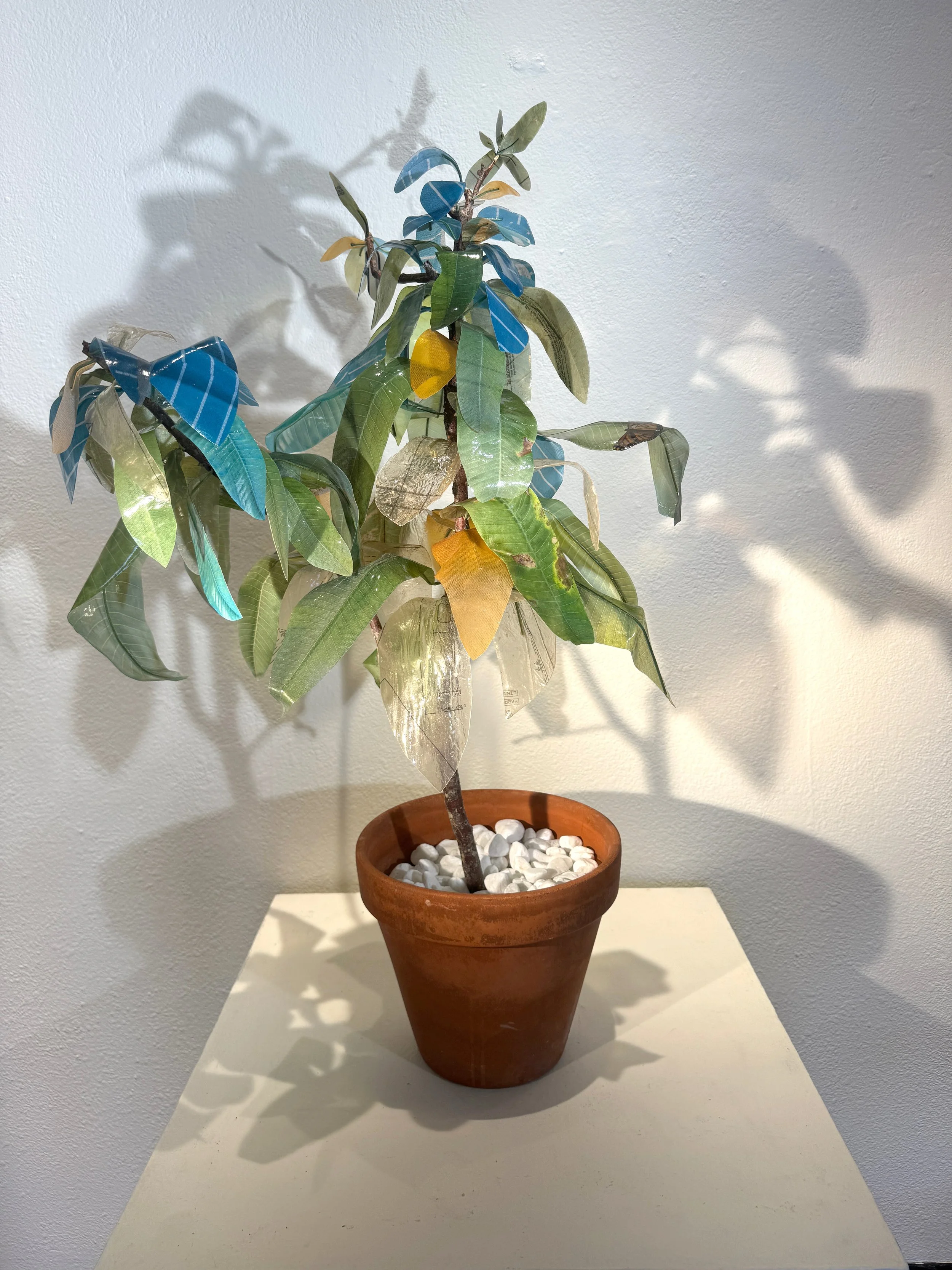 Oak & Float Plumeria copy.jpg