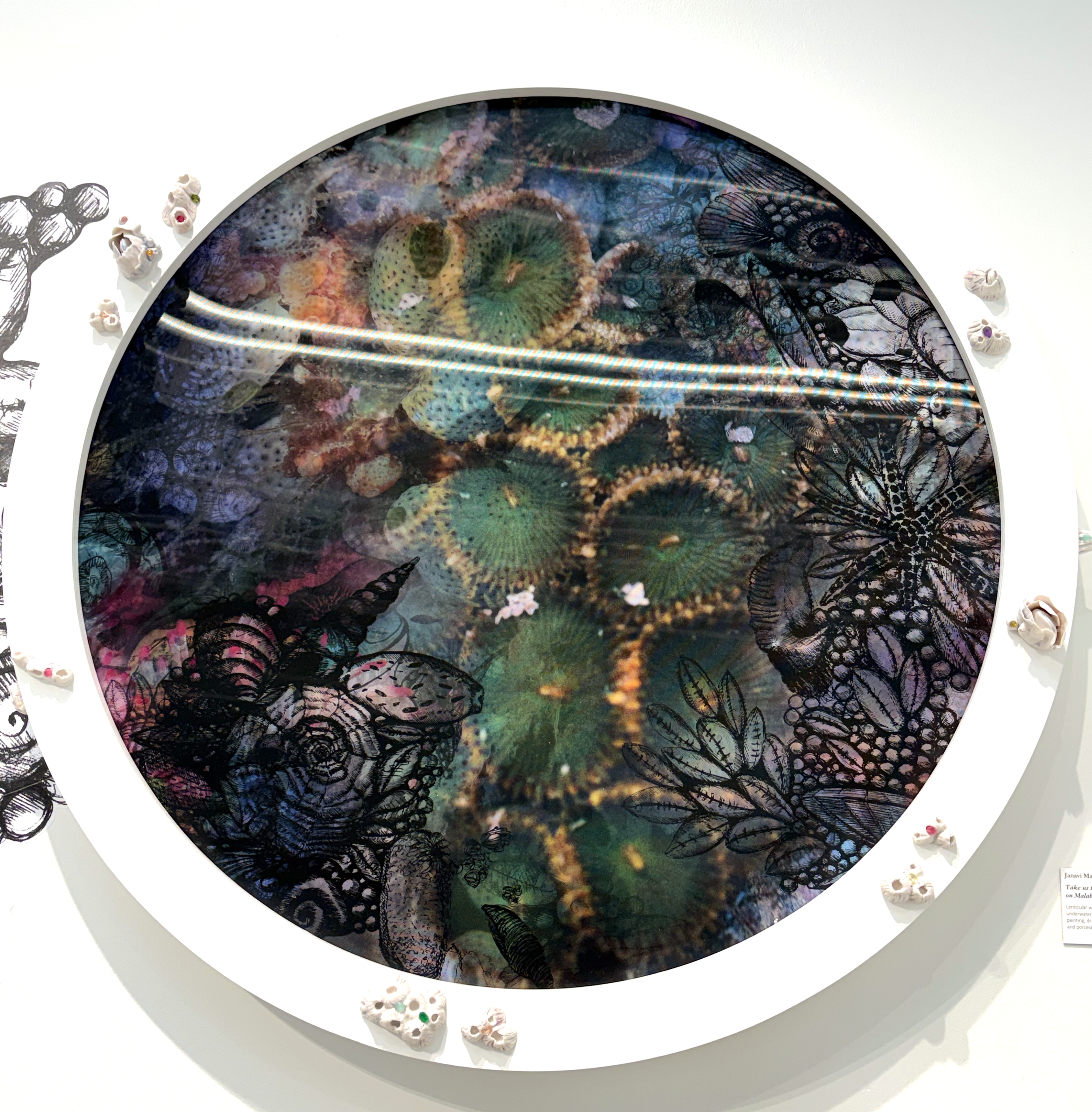 Take us to the Zoanthids on Malabar Hill at PDP.png