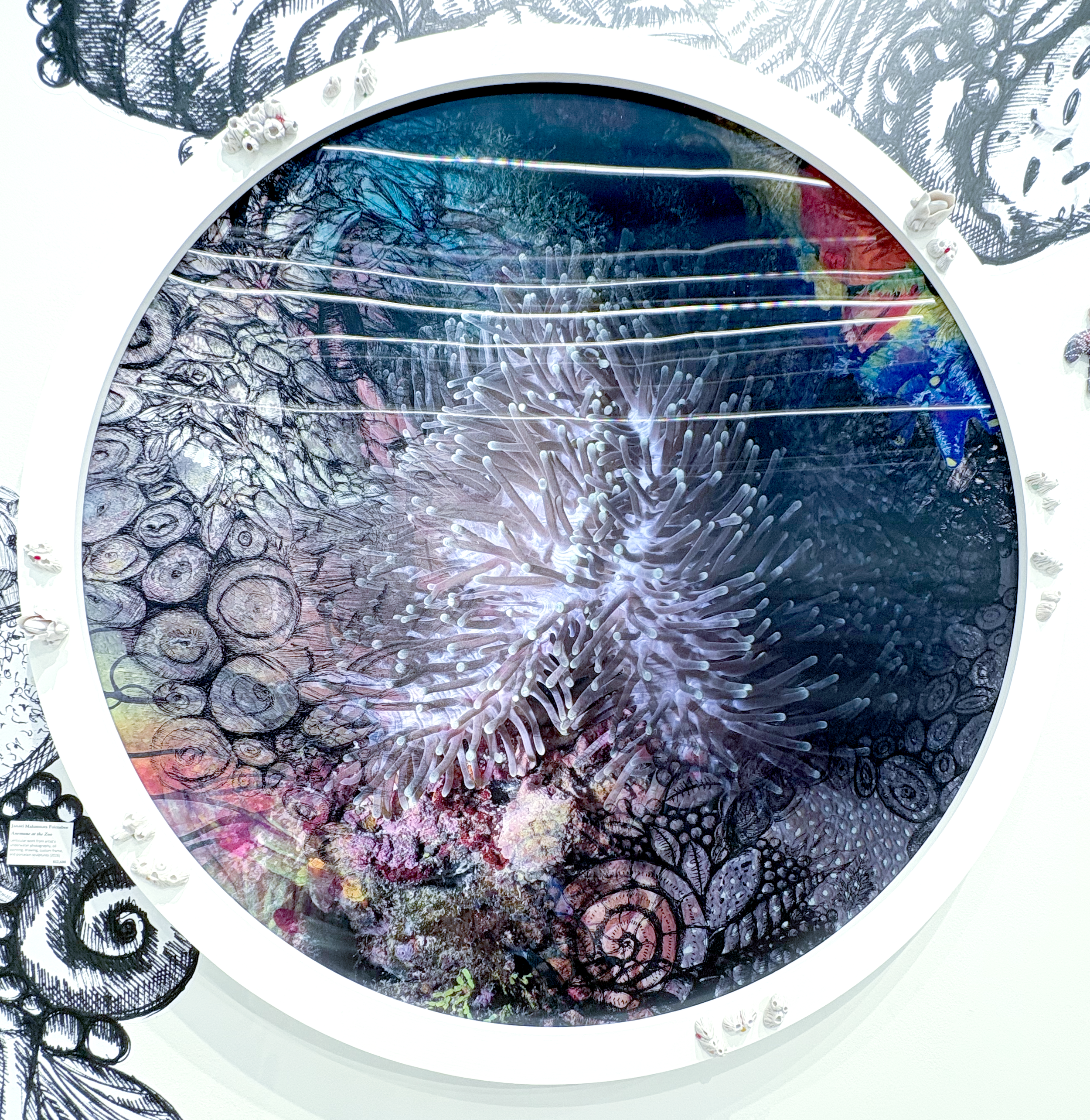 Anemone at the Zoo.png