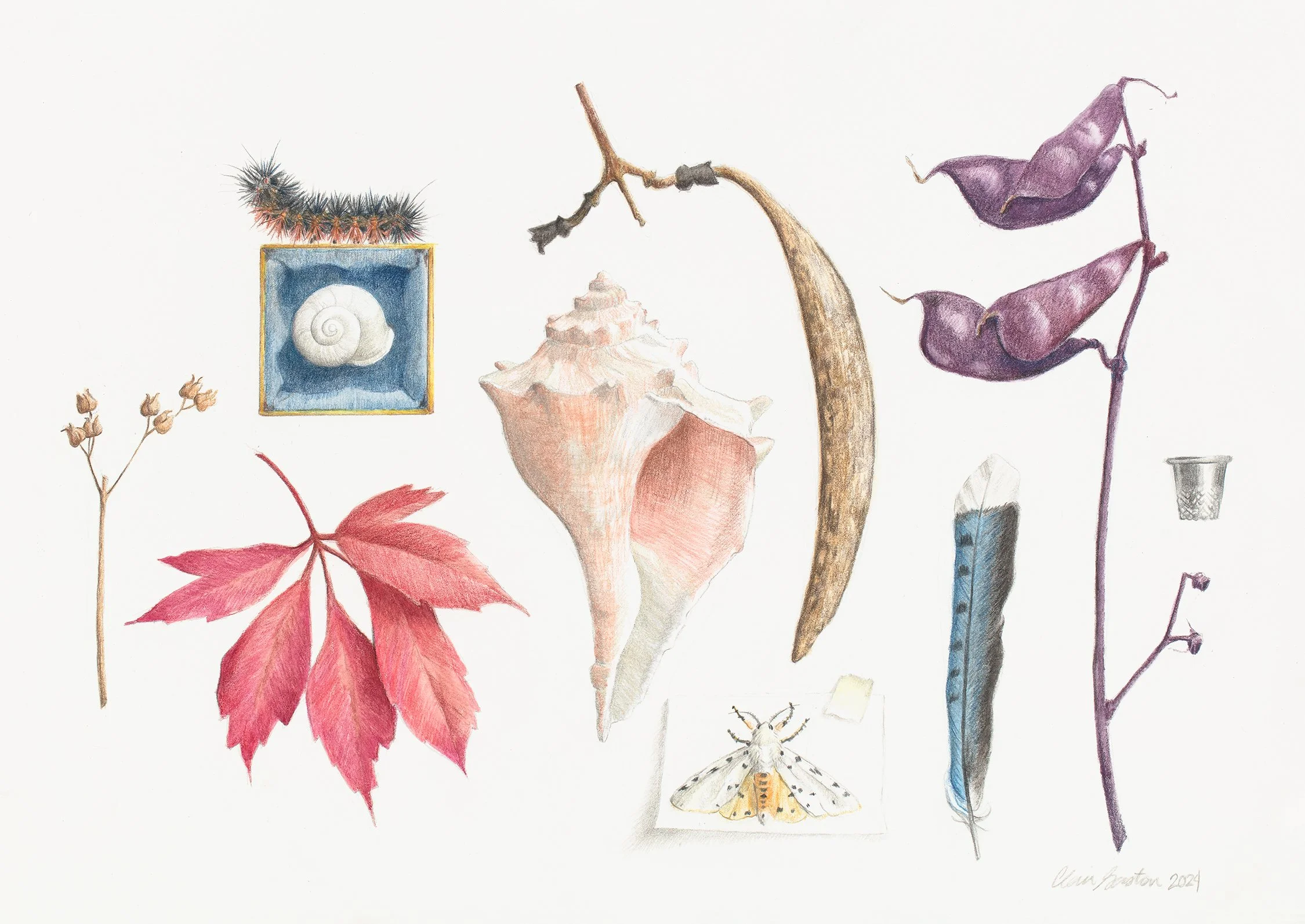 Botanical Color Pencil Workshop