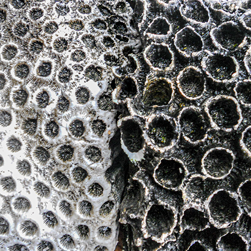 ABSTRACTIONS-Thumbnail-CropSquare500.png