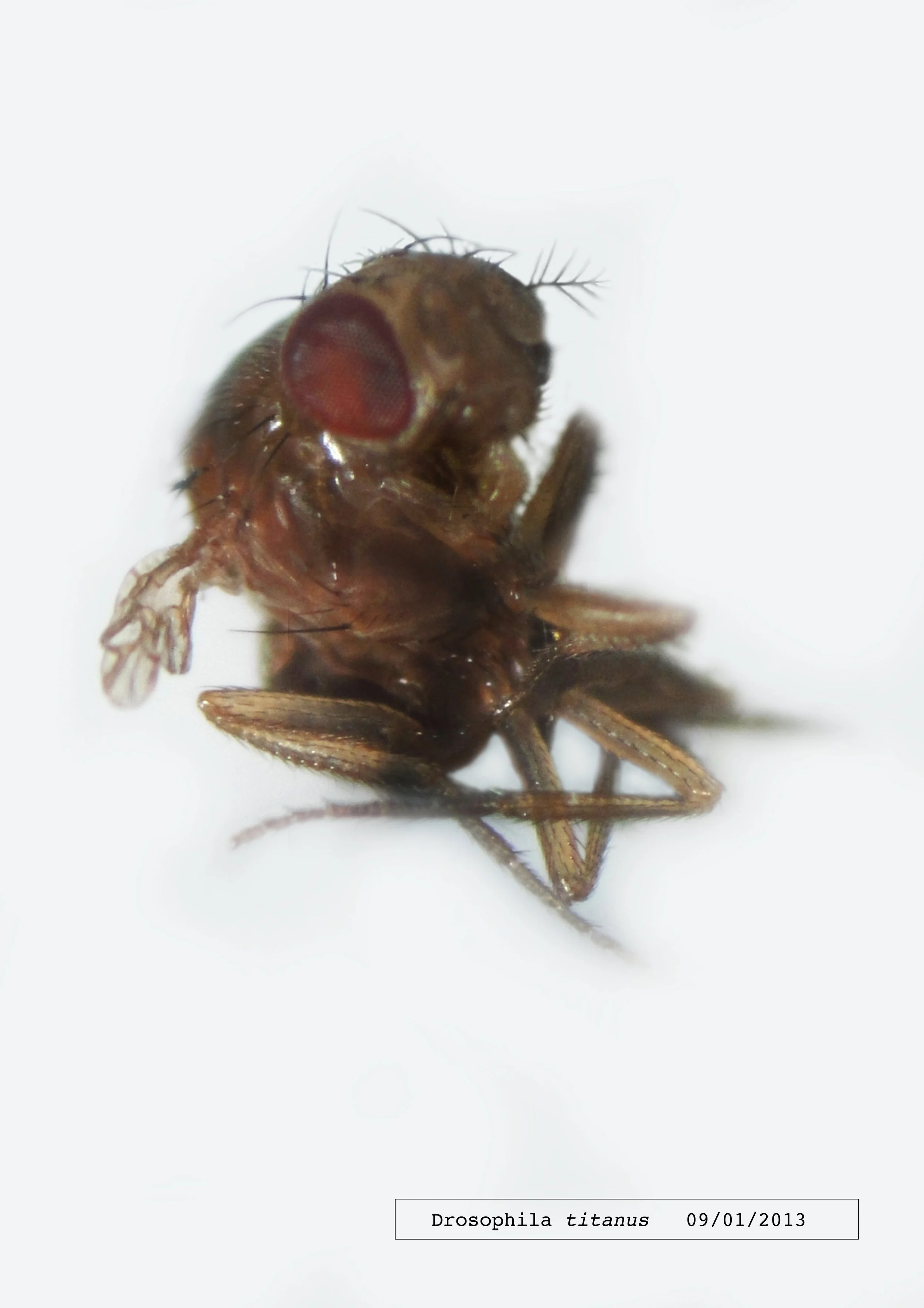 Drosophila Titanus - 2010 to 2018