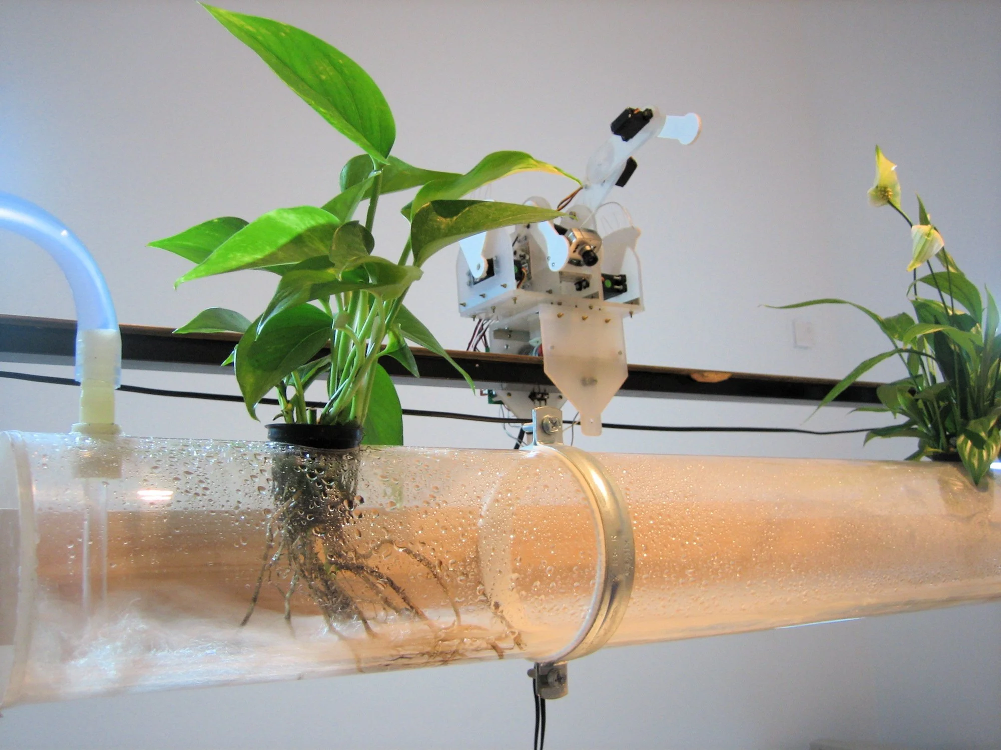 Fish Plant Rack - 2004