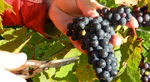 Winegarden