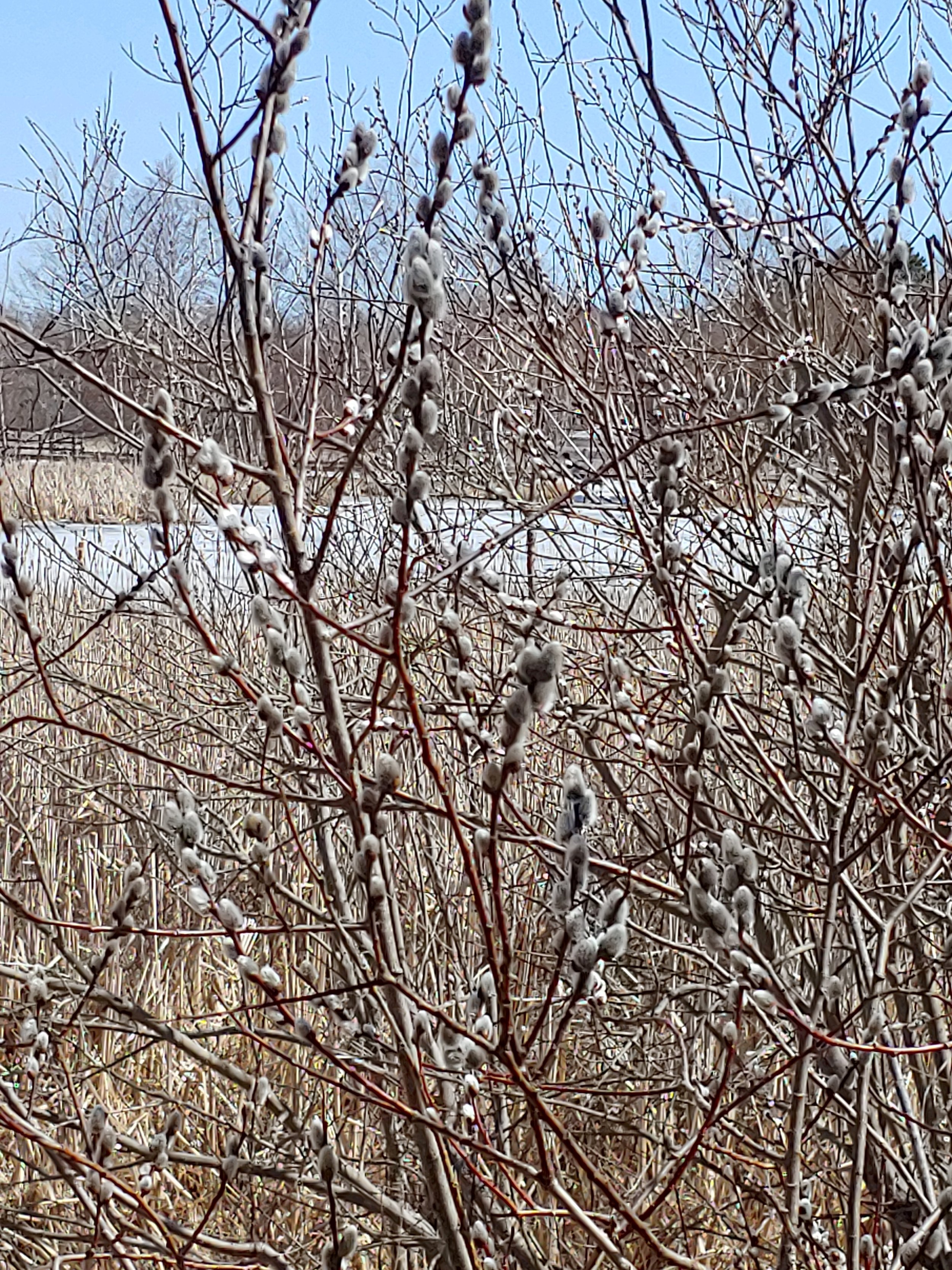 pussywillows April 5.jpg