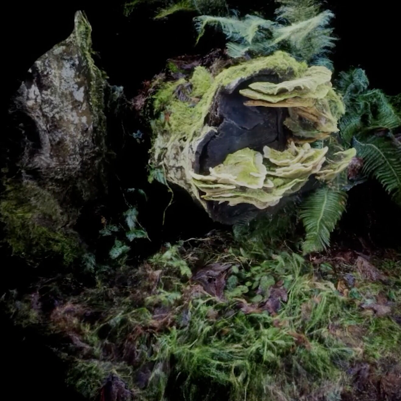   Symbiosis/Dysbiosis immersive, mixed reality experience, in VR environment shot. Point cloud data scanned from Canadian coastal rainforests connected to living mycelium which is reacting to Human touch and effecting the point cloud visual . Current