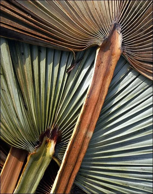 Satish Kumar: One Earth