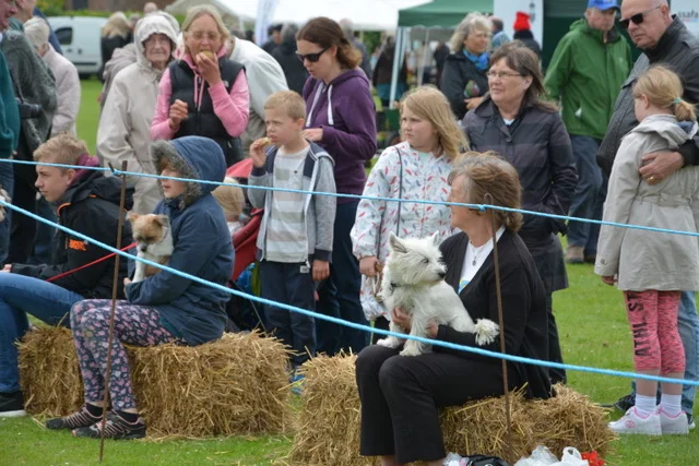 people watching the dog show.jpeg