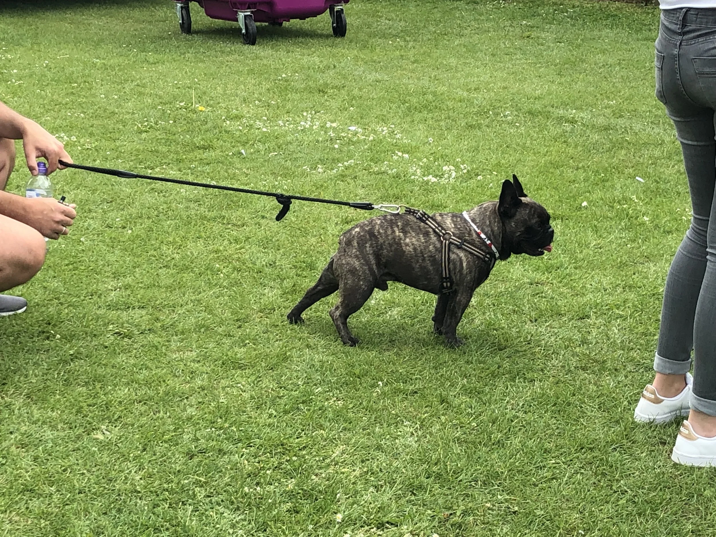 Dog at the show.jpeg