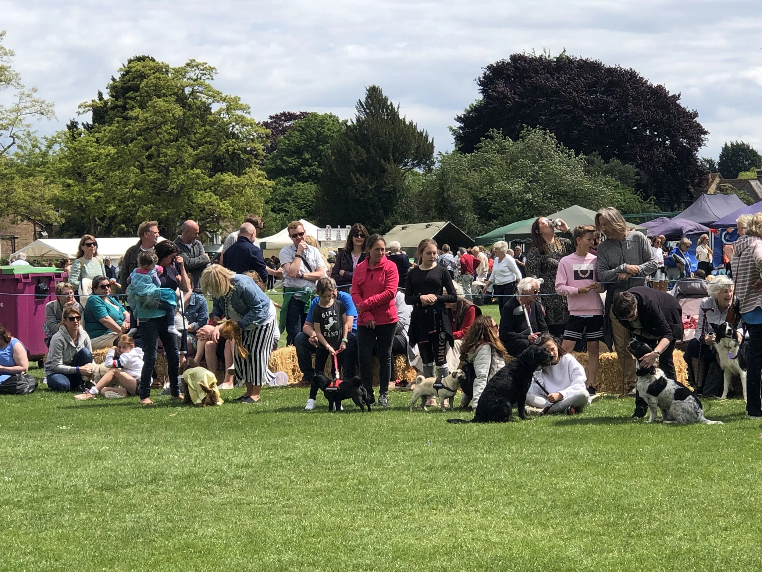 Dogs lined up for judging 2.jpeg