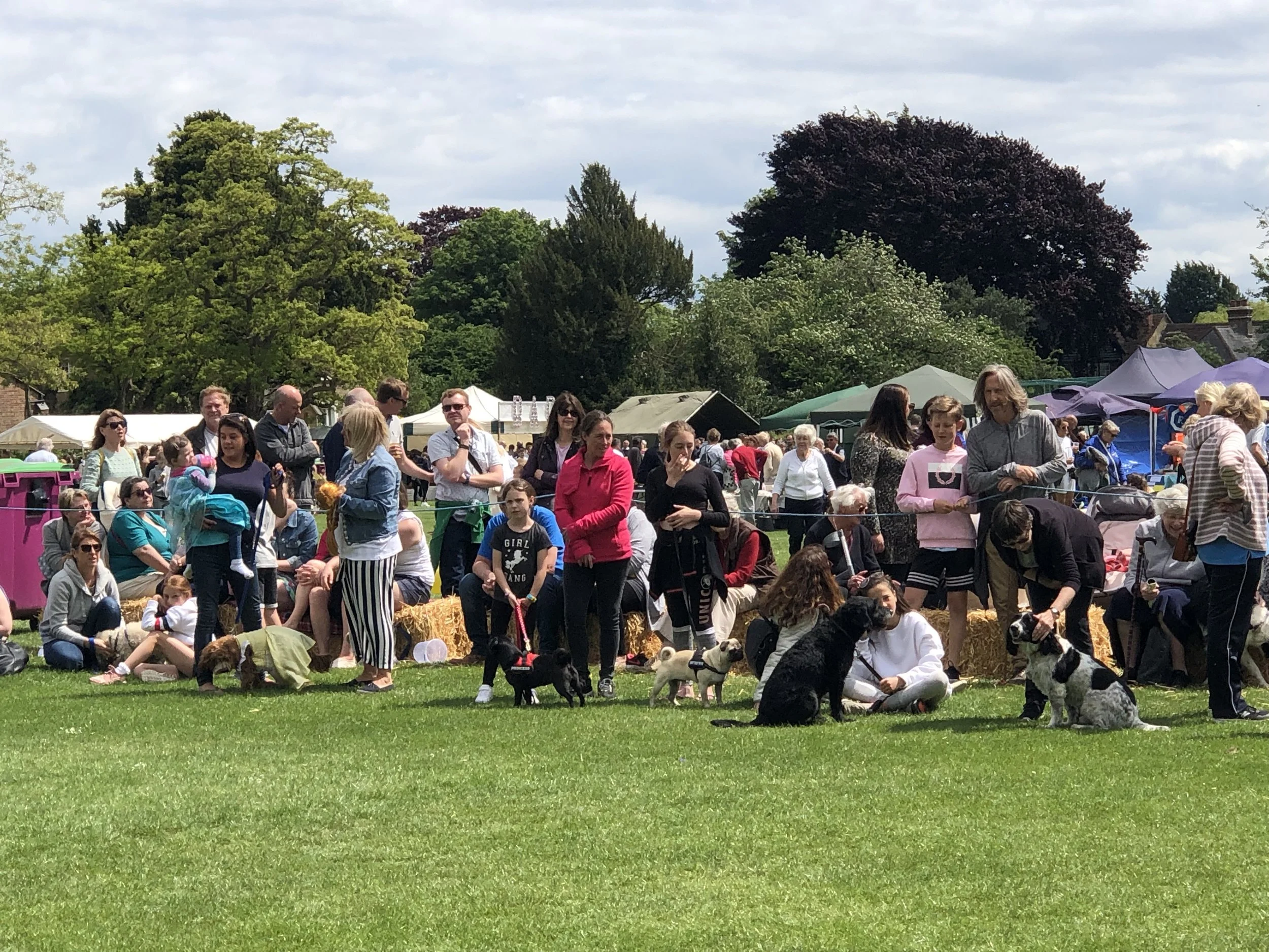 Dogs lined up for judging.jpeg