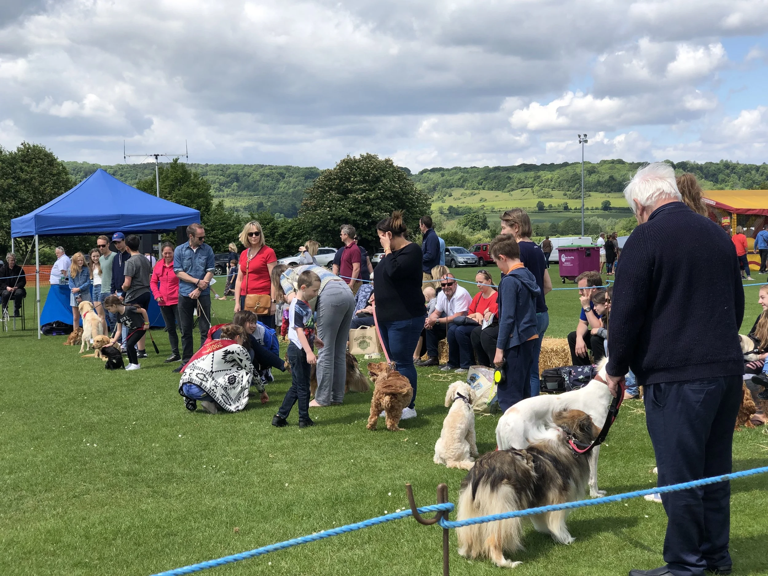 Dogs lined up in the show.jpeg