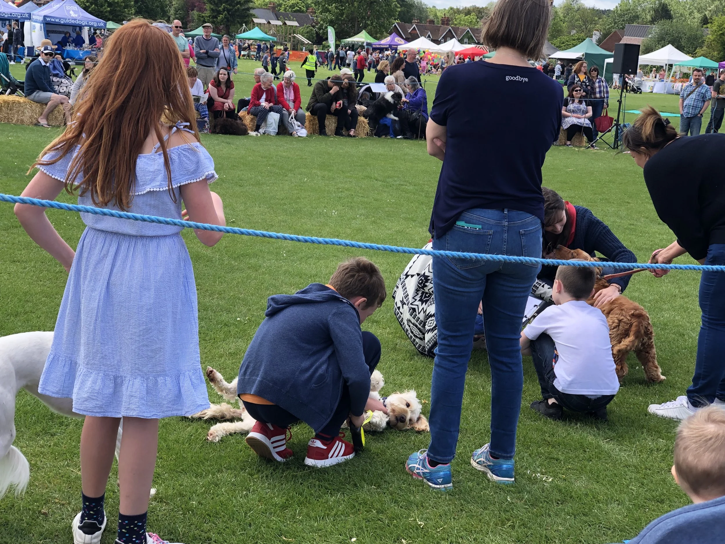 Cute dog being judged at the dog show.jpeg