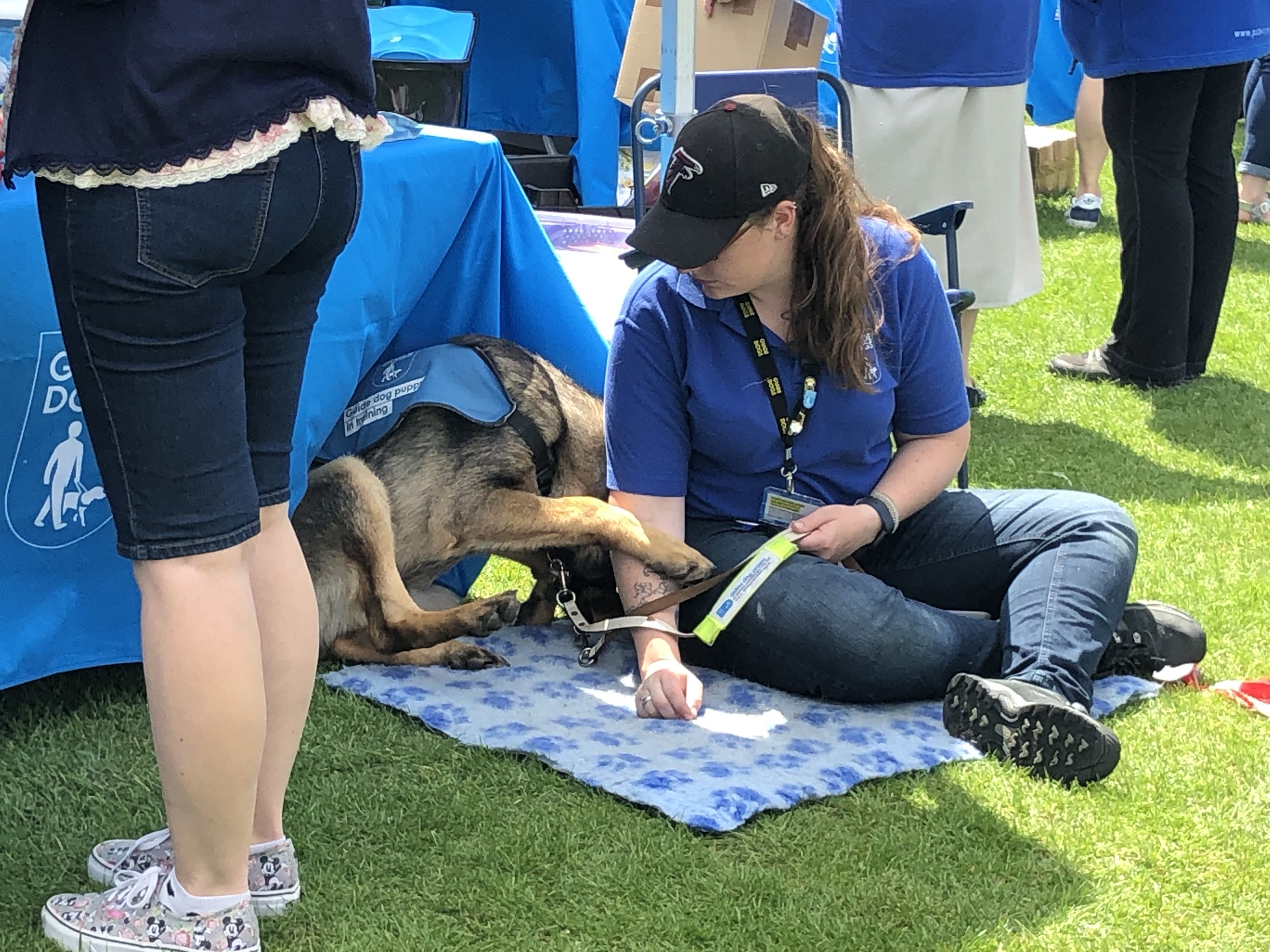 Guide dog having a rest.jpeg