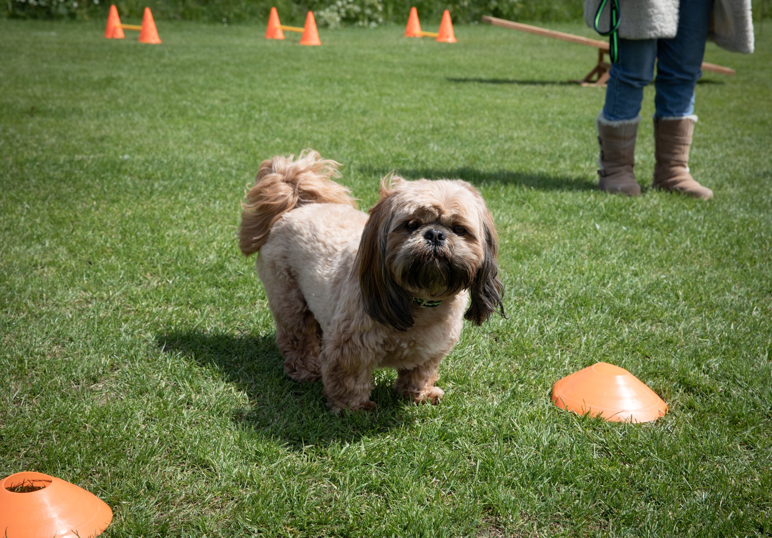 631A9717_Dog_Agility.jpg