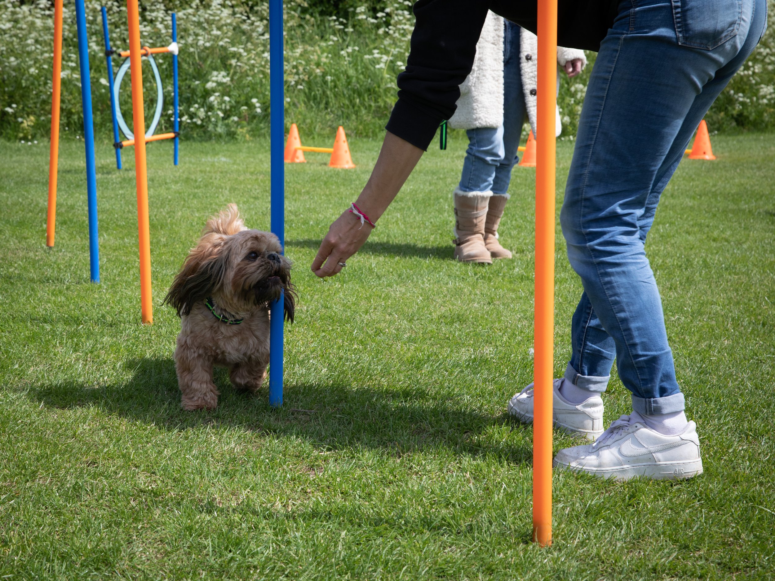 631A9715_Dog_Agility.jpg