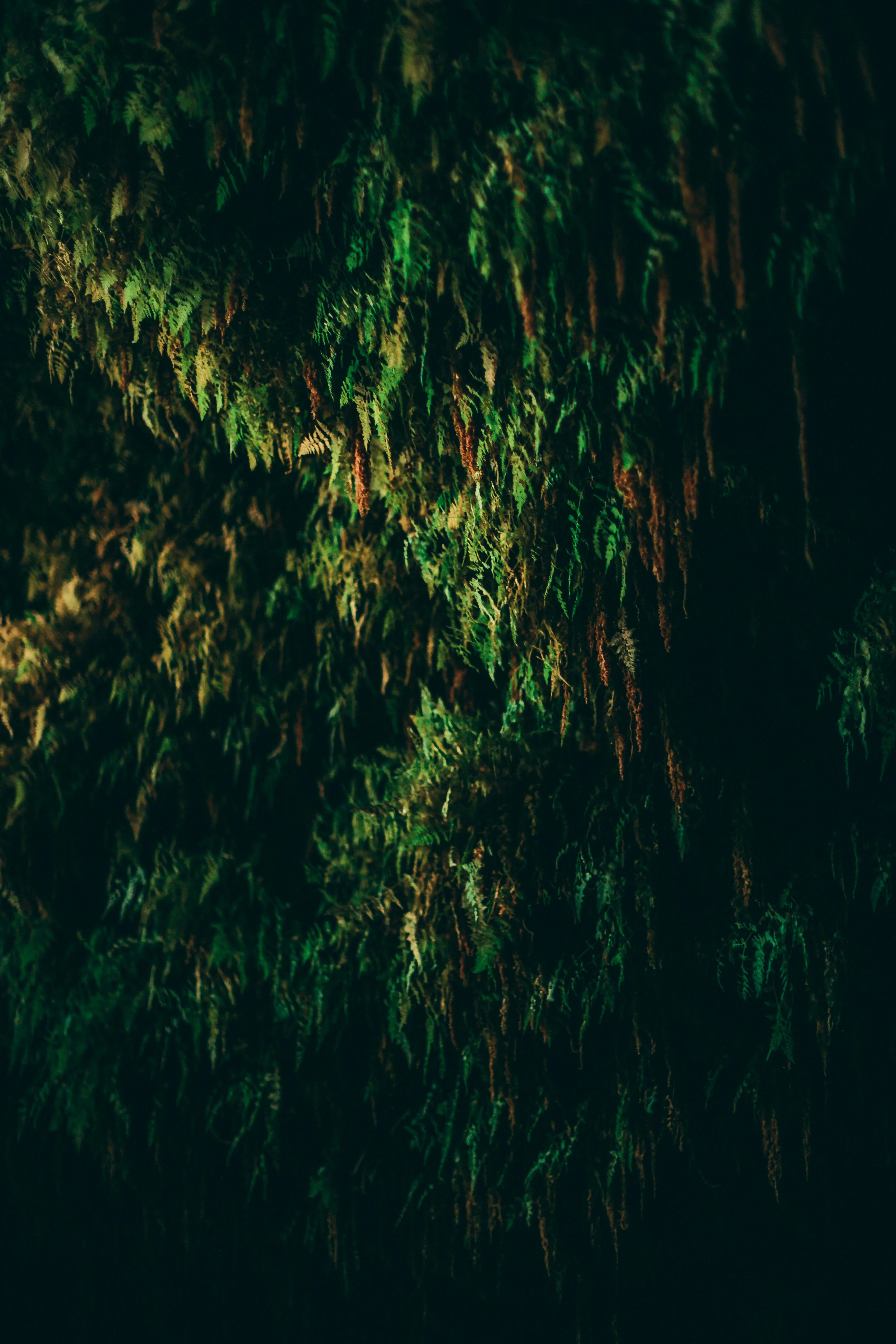 Enchanted Ferns.jpg