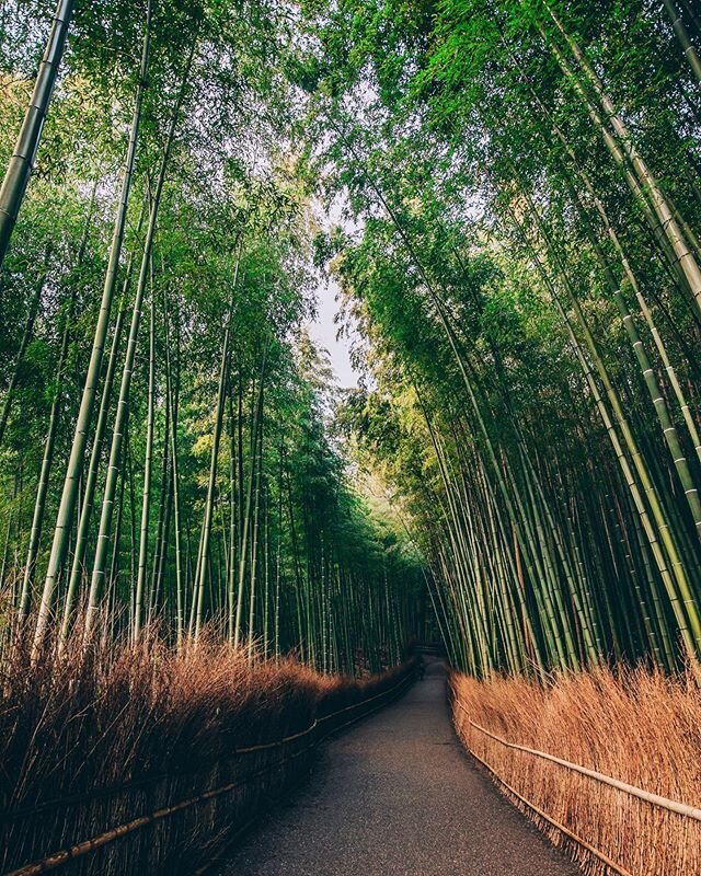 Late night treks for morning light at Arashiyama
.
.
.
.
.
.
.
#japan #kyoto #kyotojapan #kyototravel #kyototrip #kyotogram #arashiyamabambooforest #bambooforest #sunrisephotography #greentrees #ig_masterpiece #flashesofdelight #travelog #mytinyatlas