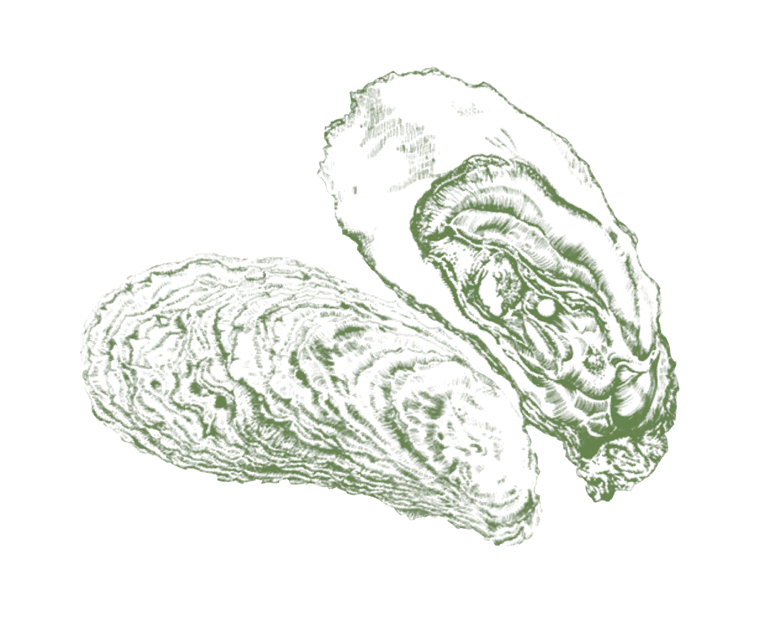 Oysters-GREEN1-2.png