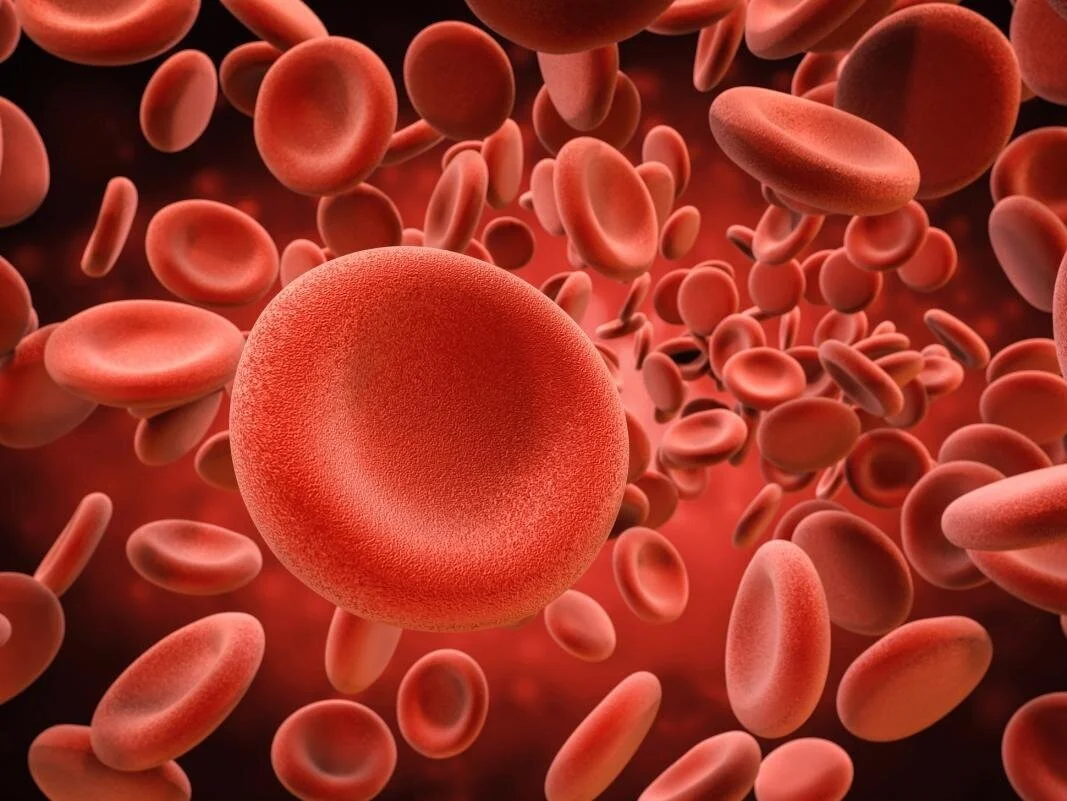 red-blood-cells.jpg