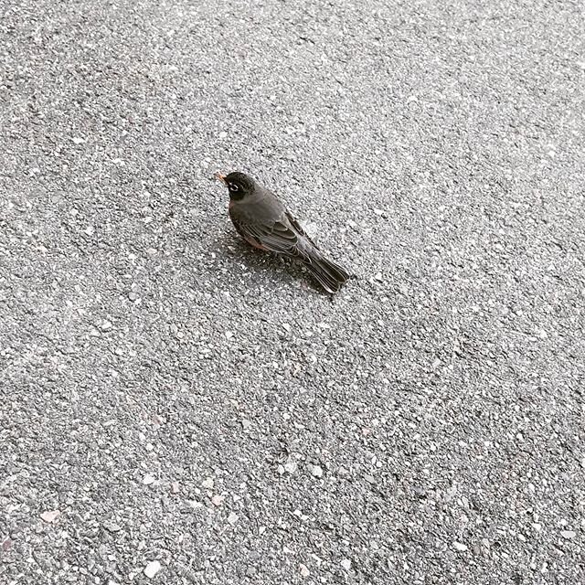 I was literally 2 feet from this robin.  He crashed into the door at Ron MacGillivray chev in Antigonish Nova Scotia and had to wait a few minutes before he took off again.  I was thinking &quot;HE DEAD&quot; but he was good to go after a bit.  #daze