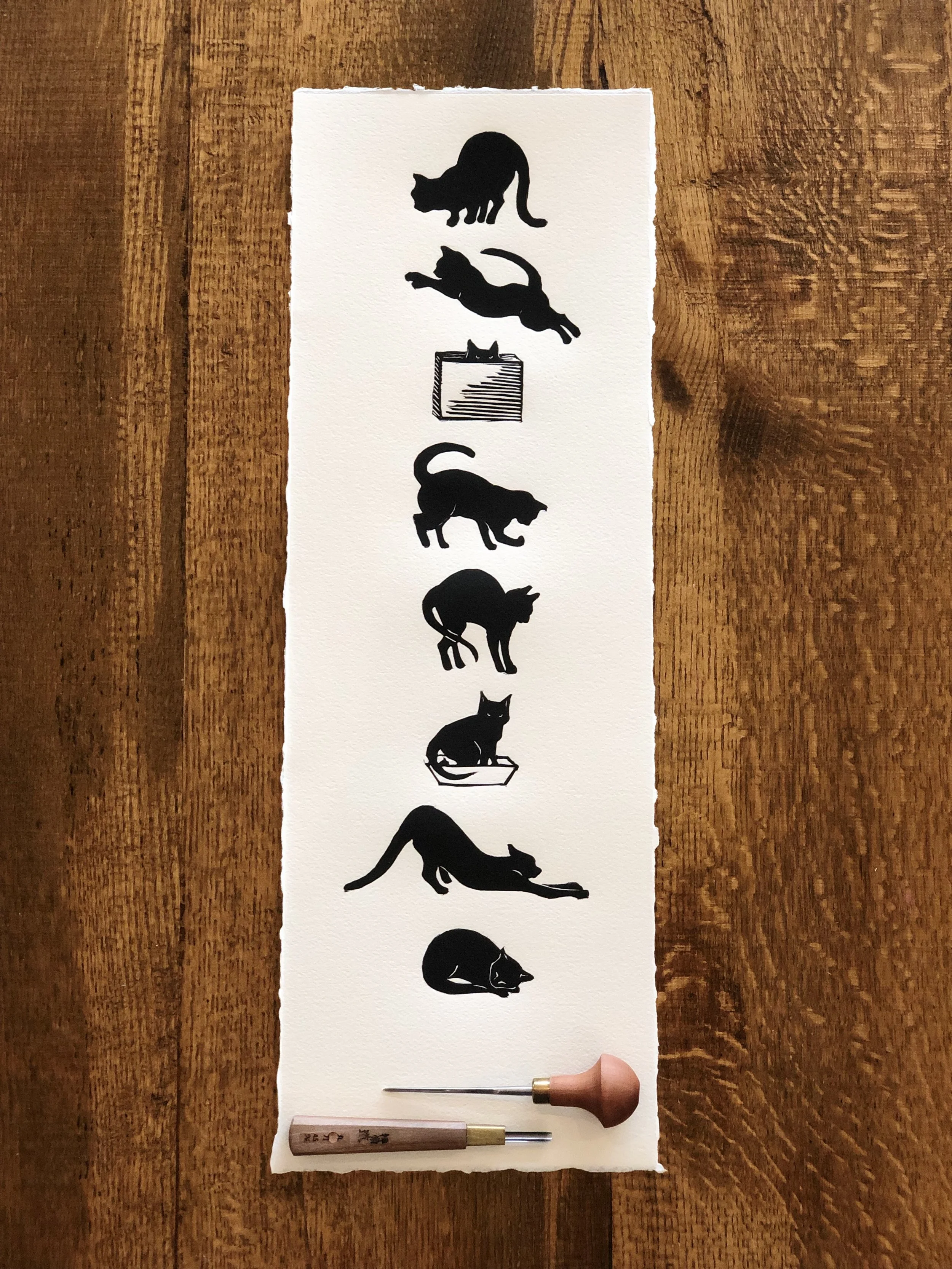Eight cats.jpg