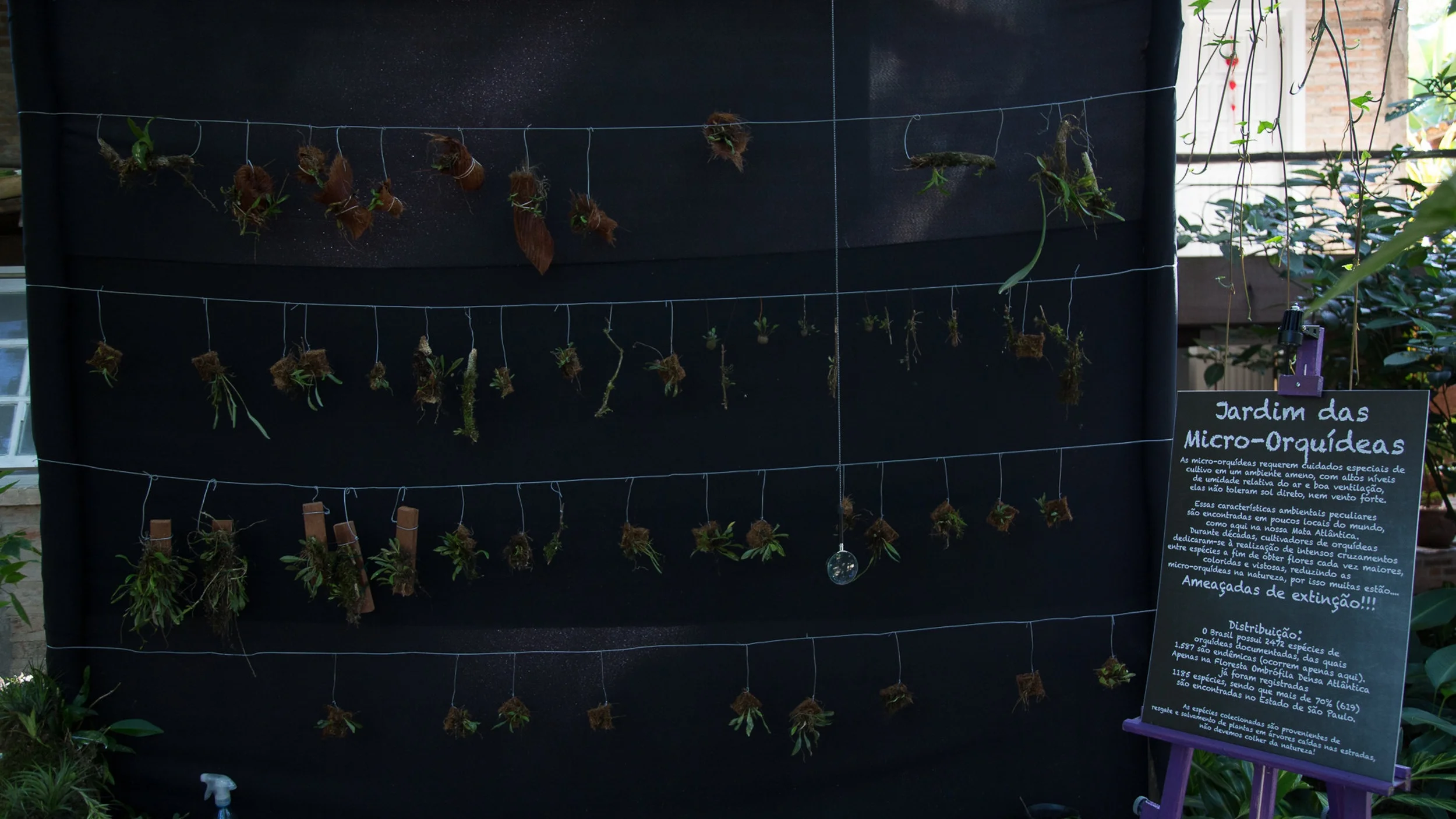 Jardim de Micro-Orquídeas