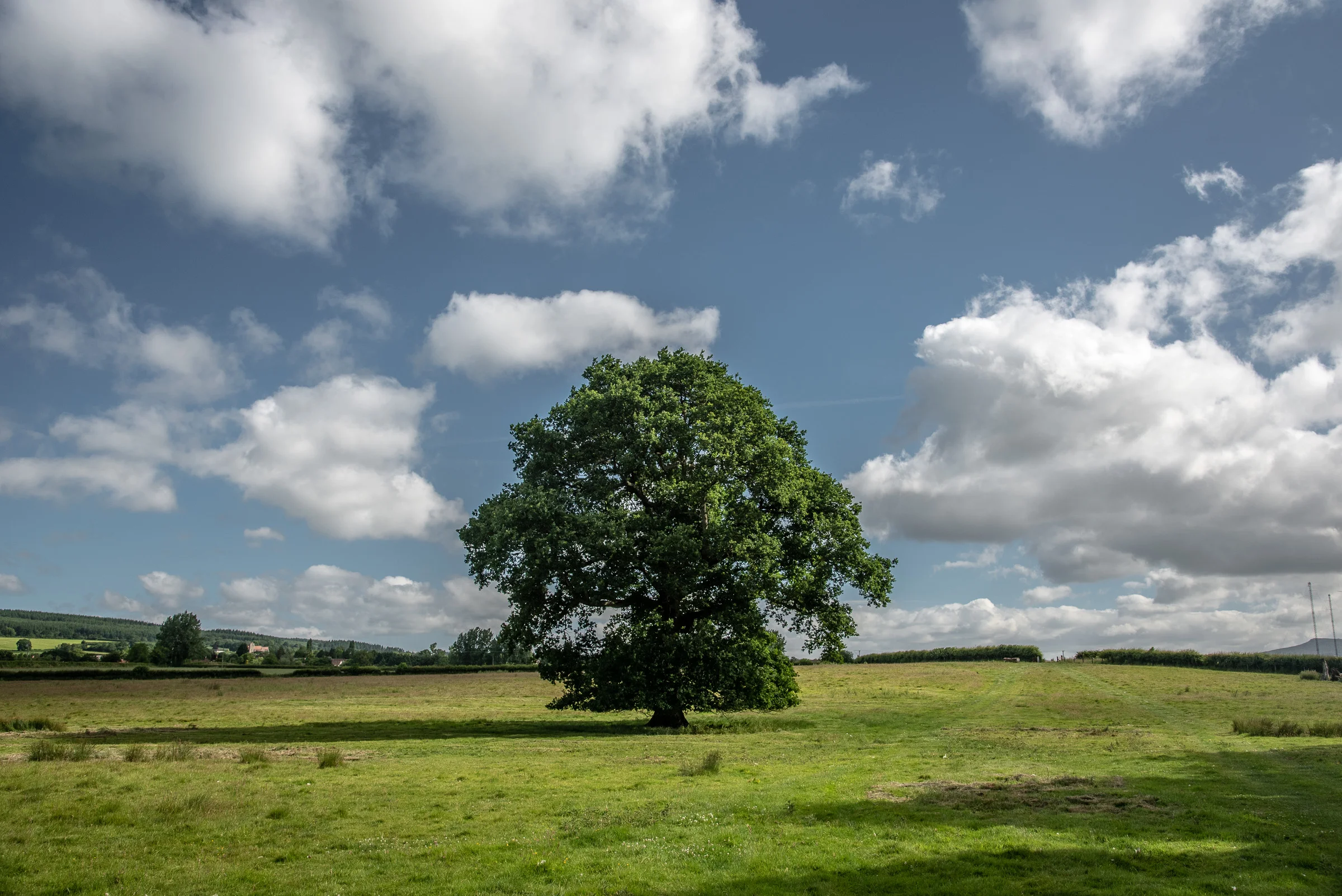 Tudge-Farms-06.18-41.jpg
