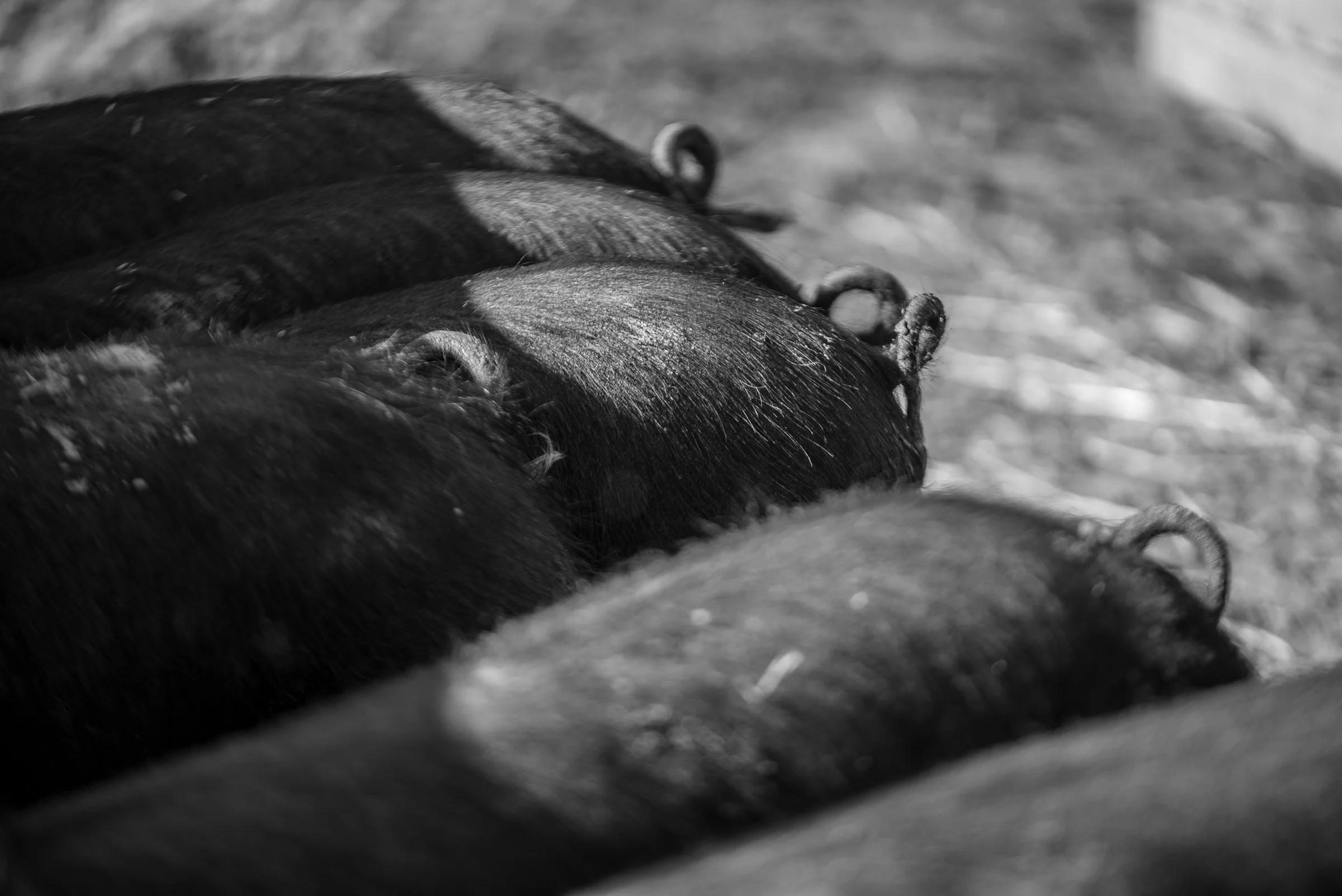 Tudge-Farms-06.18-36.jpg