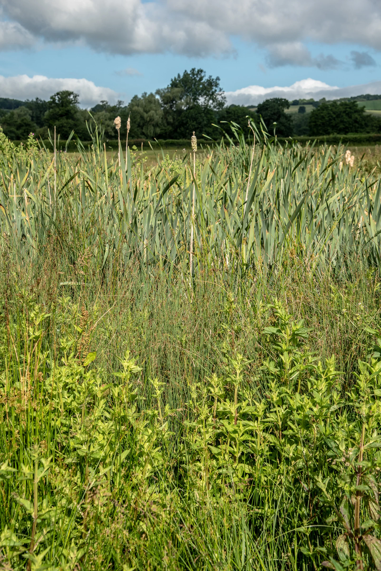 Tudge-Farms-06.18-42.jpg
