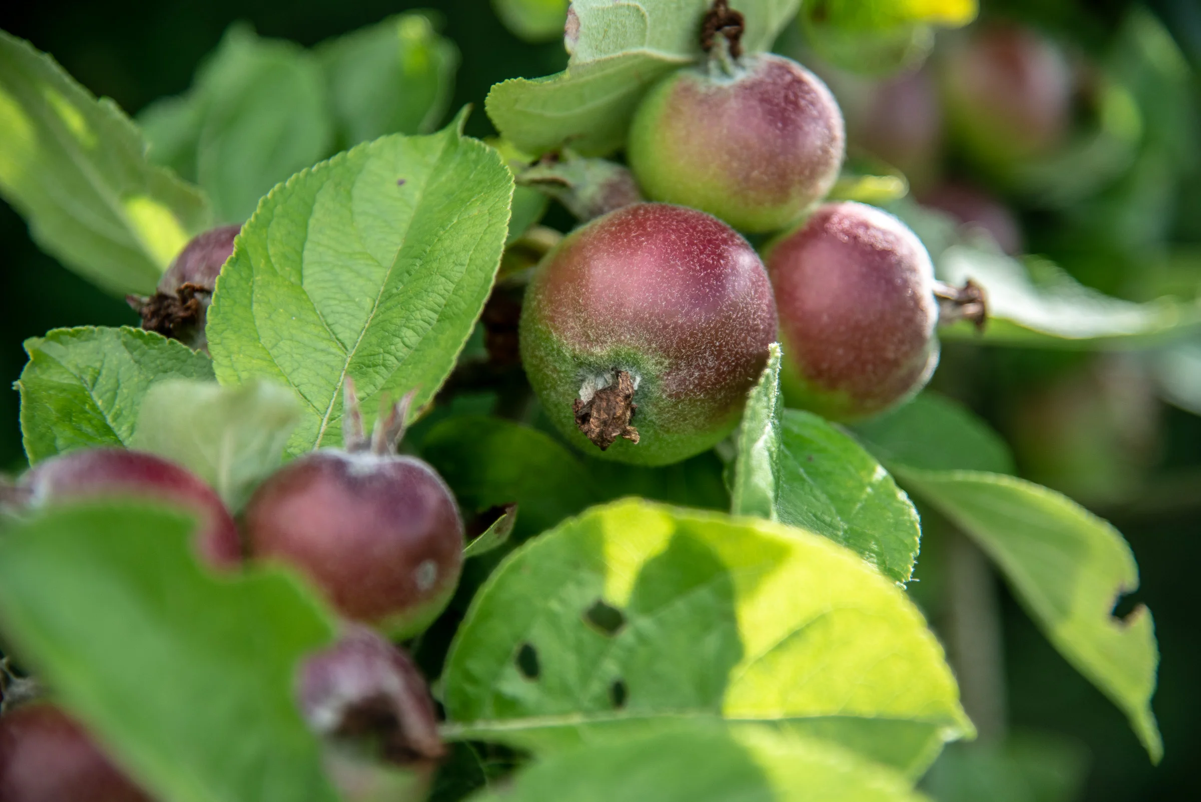 Tudge-Farms-06.18-50.jpg