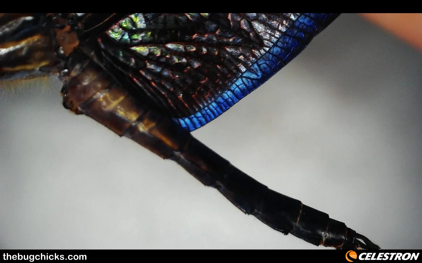 Blue Morpho Dragonfly! — The Bug Chicks