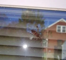 leaf-footed-bug-facebook.jpg