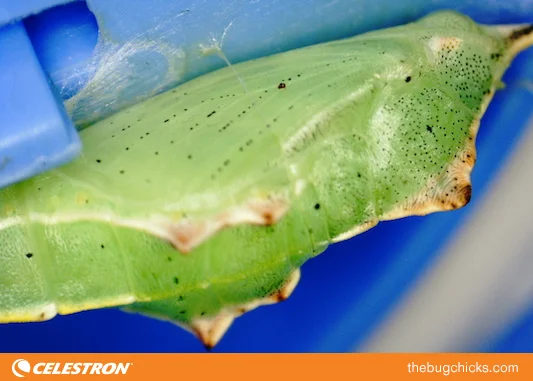 Chrysalis-Lateral-Celestron-bug-chicks.jpg