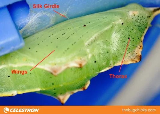 Chrysalis-Lateral-Wing-Celestron-bug-chicks.jpg
