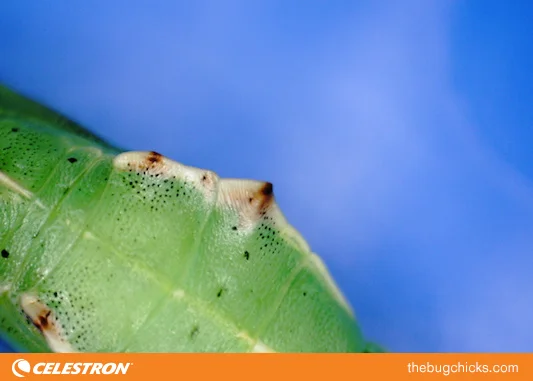 Chrysalis-Spines-Celestron-bug-chicks.jpg