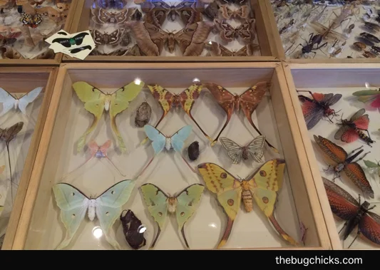 Moths-Bug-Blast-WM-bug-chicks.jpg