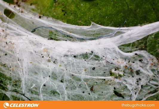 Spider-Web-Celestron-bug-chicks.jpg
