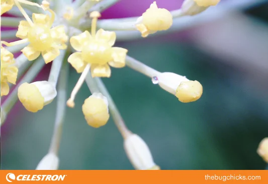 Nectar-Drop-Celestron-bug-chicks.jpg