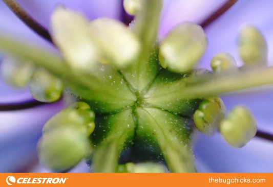 Blue-Flower-Center-Celestron-bug-chicks.jpg
