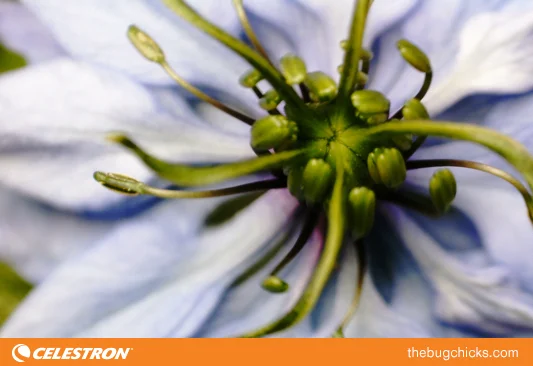Blue-Flower-whole-Celestron-bug-chicks.jpg