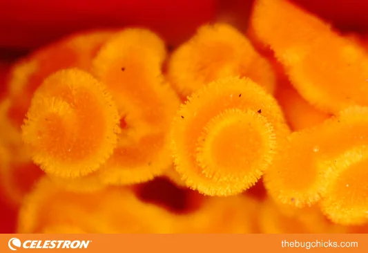 Bogonia-Center-Celestron-bug-chicks.jpg