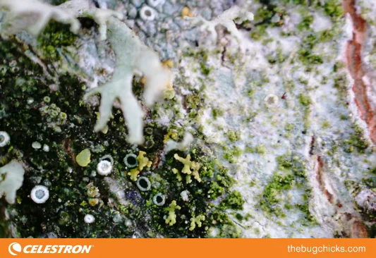 Lichen-2-Celestron-bug-chicks.jpg