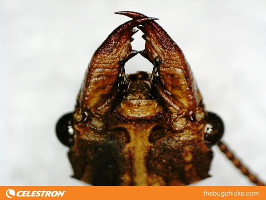 female-dobsonfly-celestron-bug-chicks.jpg